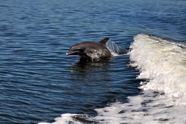 Private 4-hour Dolphin Tour