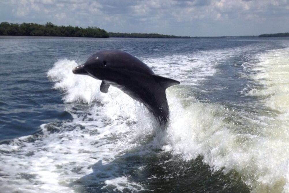 4-stündige Delfintour